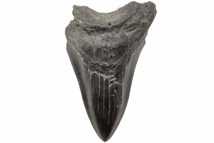 Bargain, Fossil Megalodon Tooth - South Carolina #203163